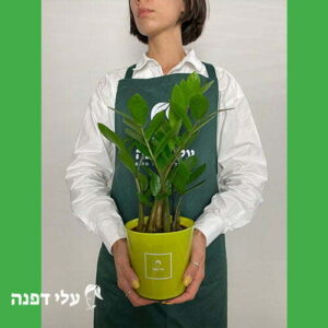 עציץ זמייה בכלי זכוכית
