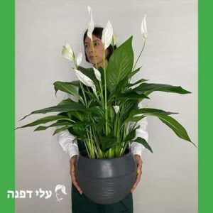 שמים לבנים