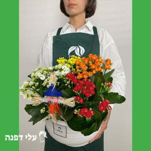 פריחות צבעוניות