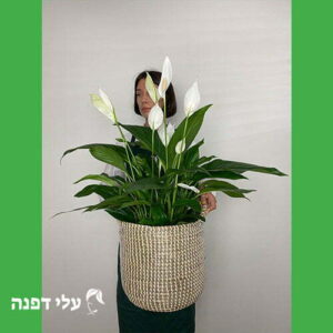 פסגת החרמון