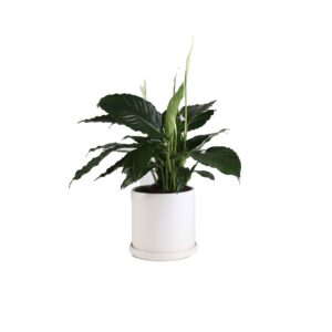 Peace Lily