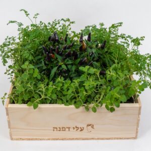 גינת טעמים ובשמים