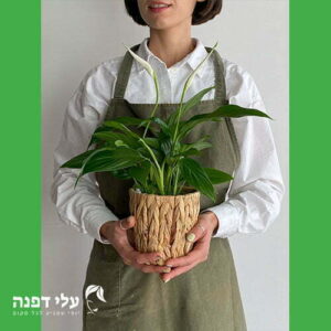 פריחה לבנה