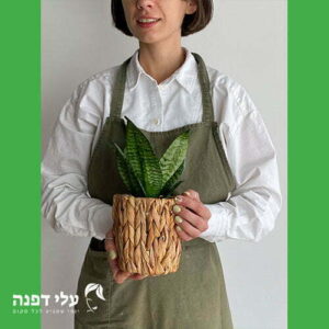 סאני