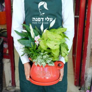 מולין רוז